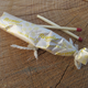 Illustration for article titled The Swiss Army Tampon: A Life-Saving Wilderness Survival Tool
